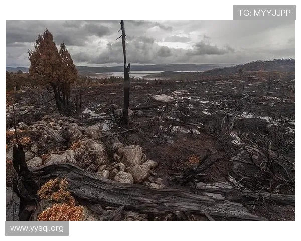 邮报：津琴科森林租借24内终止